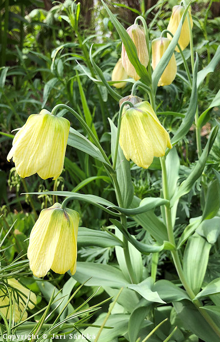 Fritillaria pallidiflora, kalvaspikarililja